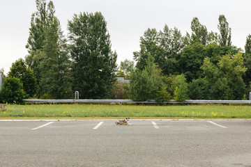 dog laying in a parking lot