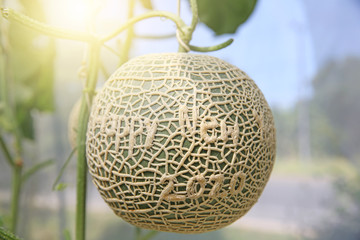 Fresh melons or green melons or cantaloupe melons plants growing in greenhouse supported by string melon nets on the farm with soft setting sun and selective focus, Happy New Year 2020