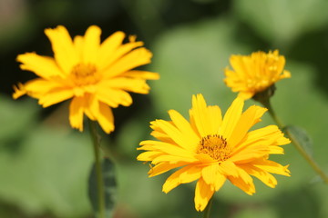 ヘリオプシス　プレッシングハムダブルーン