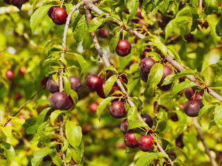 (Prunus domestica syriaca) Wilde Rote Mirabellen am Baum