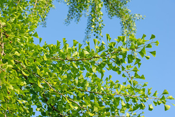 Junge Blätter vom Ginkgobaum, Ginkgo biloba