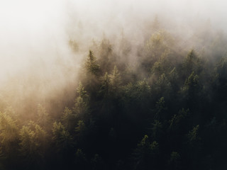 Foggy nature landscape from above in the misty fir forest. Magical moody sunrise.