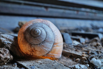 Altes Weinbergschneckenhaus auf Klavier