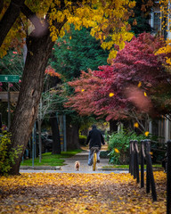 Person on a bicycle in midtown Sacramento