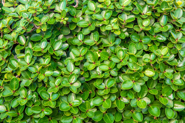 Selective focus on Green leaf bush for background textured usage.