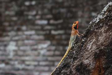 oriental garden lizard. wild reptile animals that can change skin color