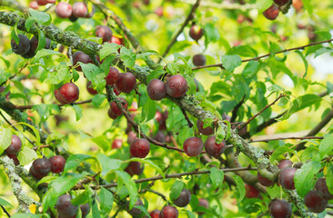 (Prunus domestica syriaca) Süße rote und orangerot Mirabellenfrüchte am Baum