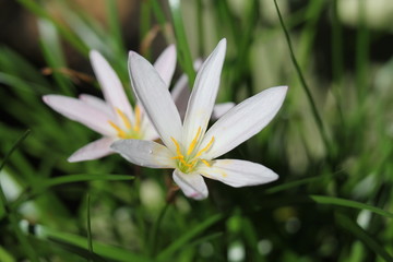 ゼフィランサス・エージャックス