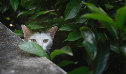 Cat hiding in garden, Close up shot