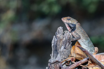 oriental garden lizard. wild reptile animals that can change skin color