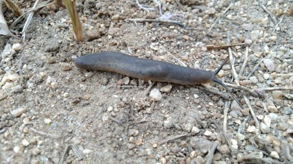 A warm walking slowly on rocky surface