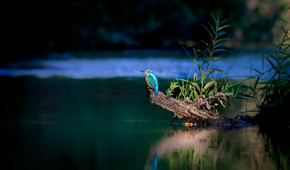 Beautiful nature scene with Common kingfisher Alcedo atthis. Wildlife shot of Common kingfisher on...