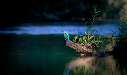 Fotobehang IJsvogel Beautiful nature scene with Common kingfisher Alcedo atthis. Wildlife shot of Common kingfisher on the branch. Common kingfisher in the nature habitat. In the light, sit over water river.  © Jiří Fejkl