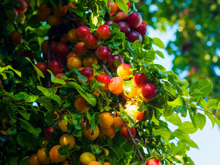 Süße kleine Grünlich gelb bis orangerot Mirabellenfrüchte am Baum (Prunus domestica)