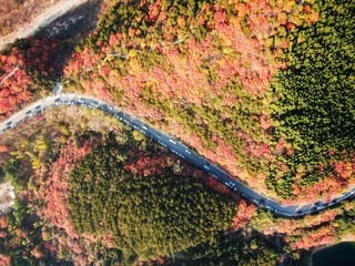 真上から見る道路と紅葉
