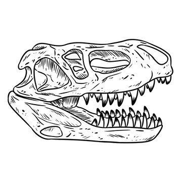 Prestosuchus chiniquensis fossilized skull hand drawn sketch image. Carnivorous pseudosuchians reptile dinosaur fossil illustration drawing