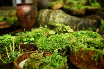 朝露と可愛いらしい植物