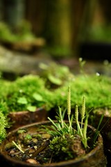 朝露と可愛らしい草
