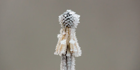 frozen branches and leaves in winter wonderland