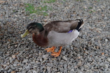 鴨