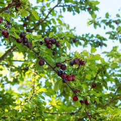 (Prunus domestica syriaca) Wilde Rote Mirabellen am Baum