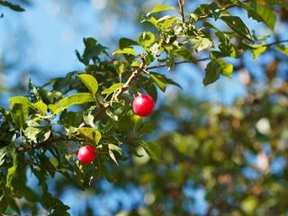 (Prunus domestica syriaca)  Wilde Rote Mirabellen am Baum