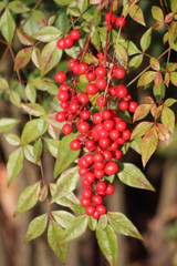 Red Berries