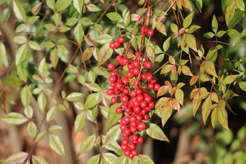 Red Berries