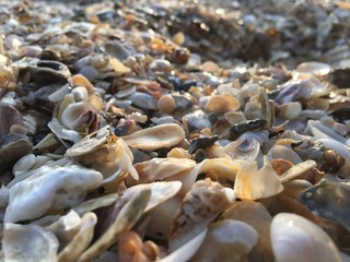 Many shells on the beach