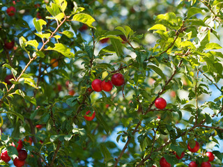 (Prunus domestica syriaca)  Wilde Rote Mirabellen am Baum
