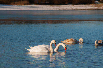 white swans on an autumn lake on a sunny day