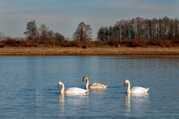 white swans on an autumn lake on a sunny day