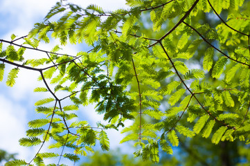 Colourful tree branch absorbing sunlight