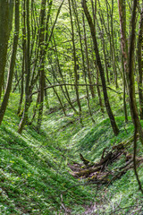 Springtime foliage at the forest old trees with young green leafs with ravine covered with spring greens in the view site.