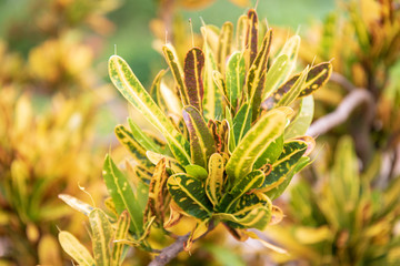 Colorful Croton Plant or Long Leaf Croton Hybrid, Tropical Tree. or colorful leaf or leave.