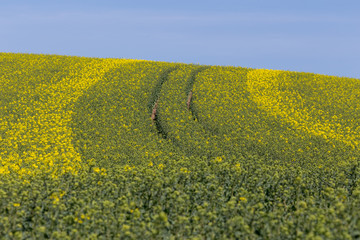 Hill with an agricultural field of rapeseed in early blossom. Tractor traces on the lane.