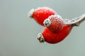 frozen branches and leaves in winter wonderland