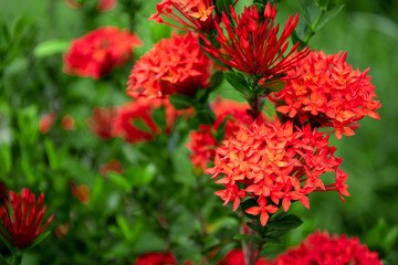 Red spike flower in the garden.