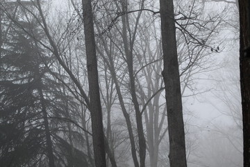 Fototapeta na wymiar Trees and Fog