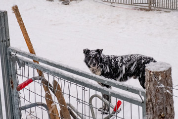 Alaskan Husky sled dog, Sweden