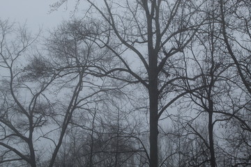 Fototapeta na wymiar Trees and Fog