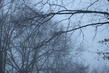 Trees and Fog