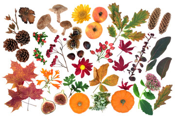 Nature study in Autumn with a large selection of edible food, flora & fauna on white background....