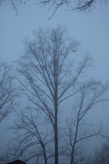 Trees and Fog