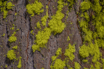 Lichen growing on the bark of a pine tree.