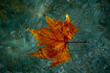 Fototapeta na wymiar Herbstlaub im Wasser