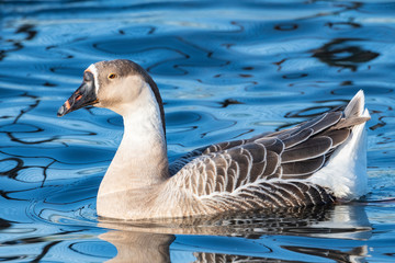 貫禄のあるシナガチョウ