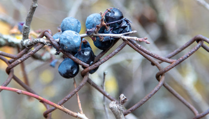 Black grapes on a metal fence