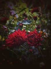 red flowers in the garden