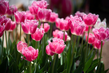 Delicate Dark pink Tulip flower field at a botanical garden in a spring season of Australia.